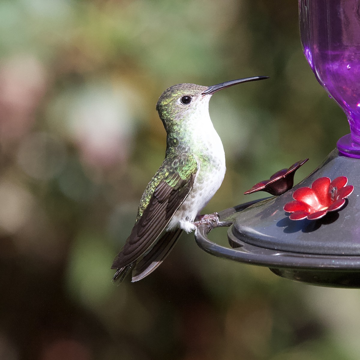 Green-and-white Hummingbird - ML641419511