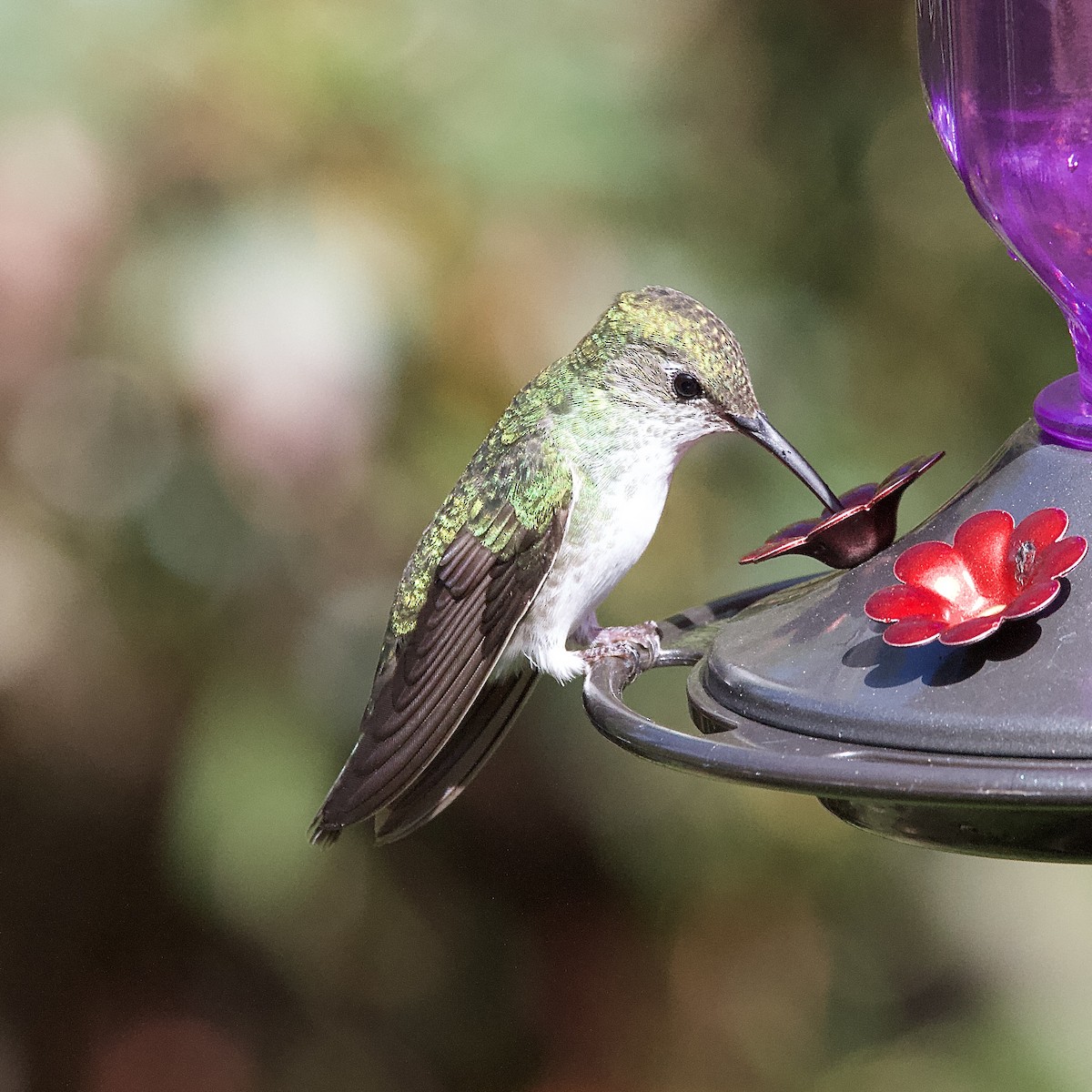 Green-and-white Hummingbird - ML641419512