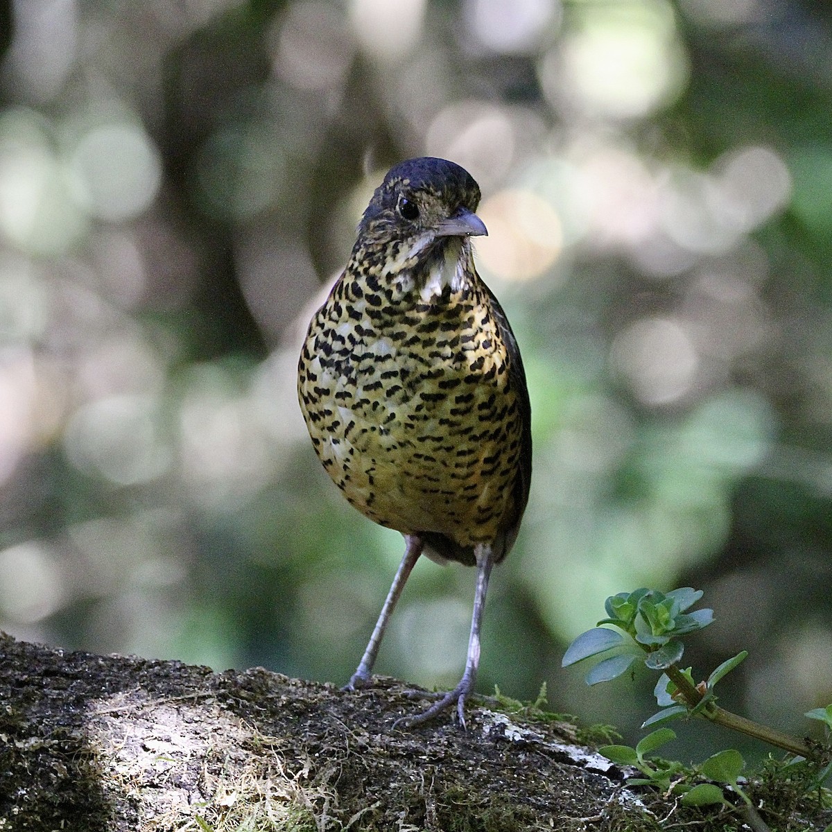 skjellmaurpitta - ML641419515