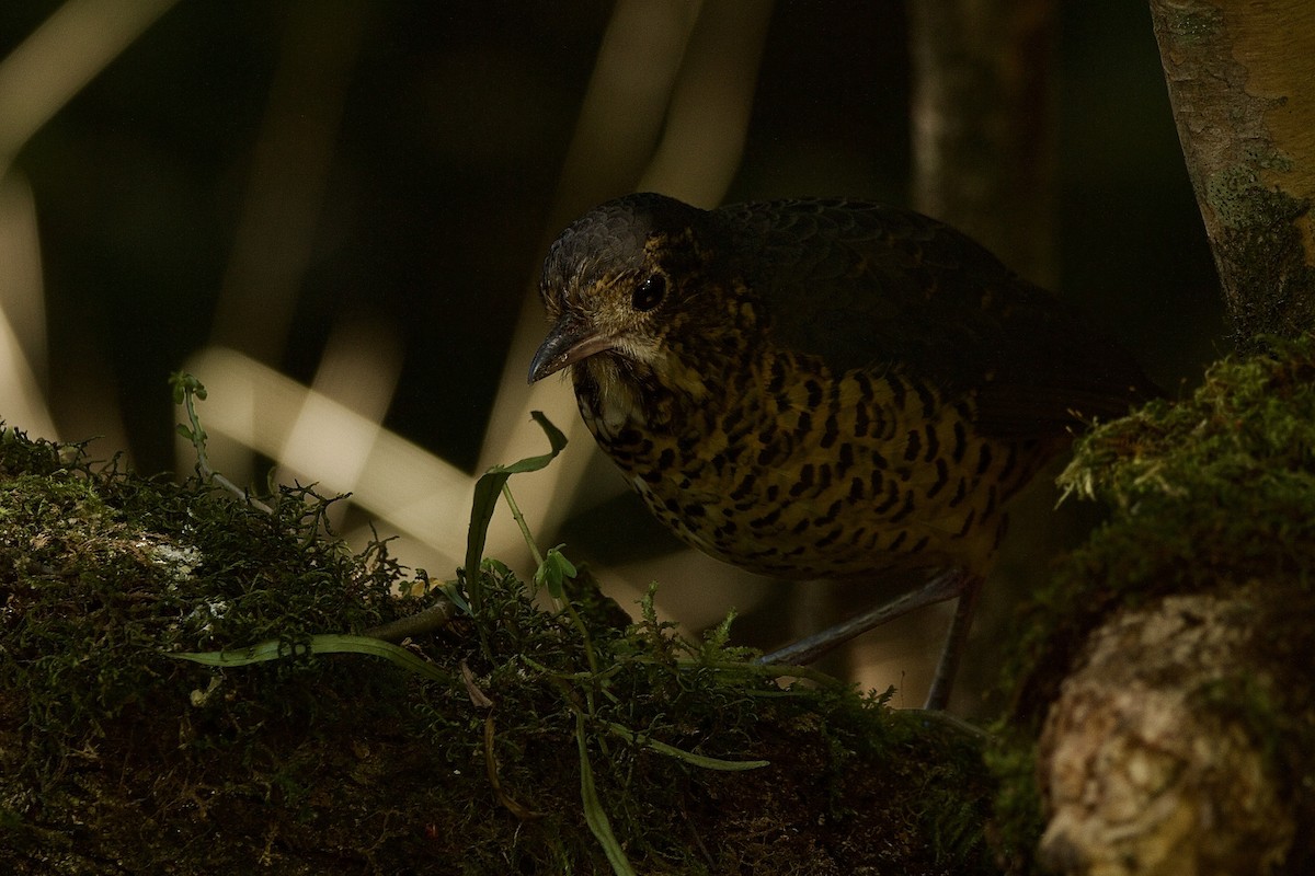 skjellmaurpitta - ML641419516
