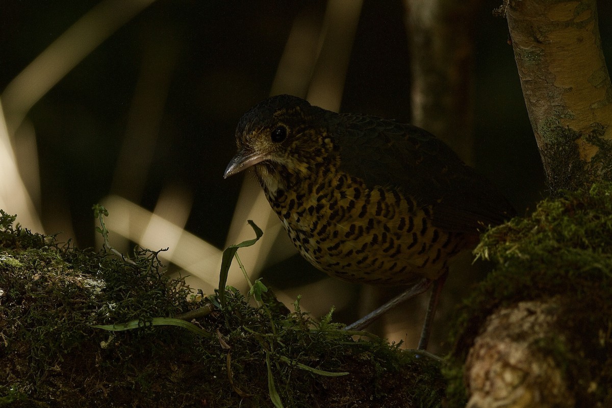 skjellmaurpitta - ML641419519