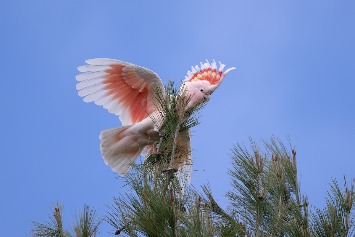 Pink Cockatoo - ML641419527
