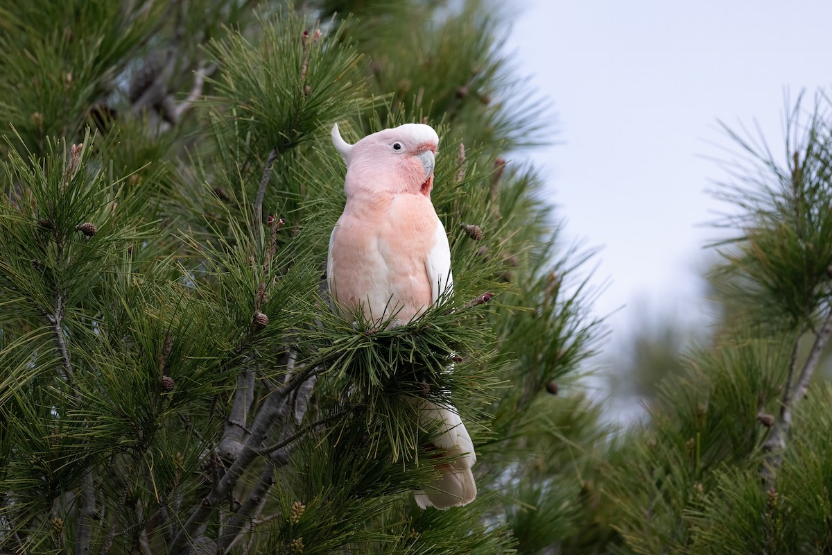 Pink Cockatoo - ML641419533