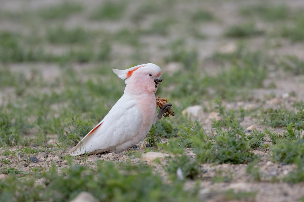 Pink Cockatoo - ML641419537