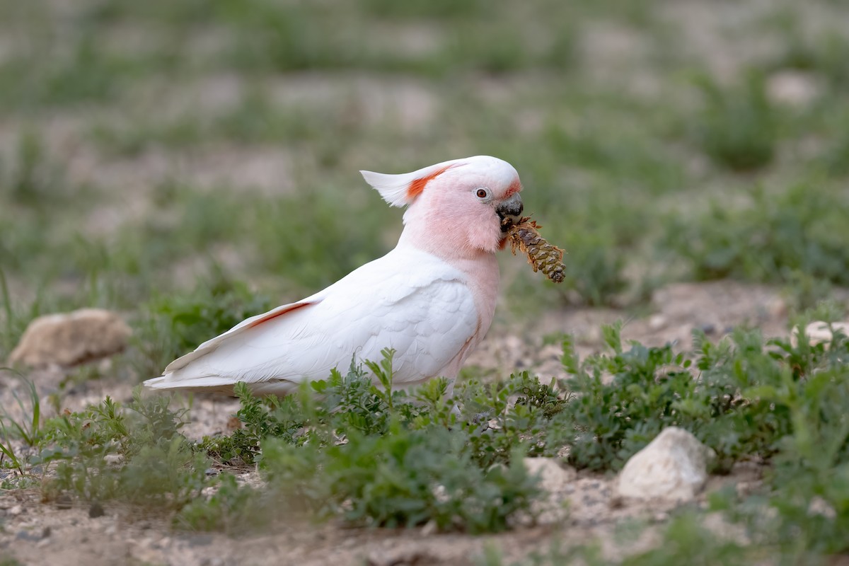 Pink Cockatoo - ML641419548