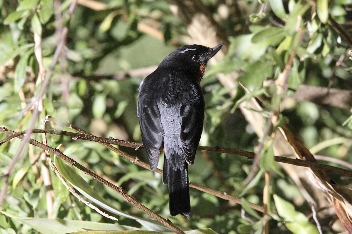 Black-throated Flowerpiercer - ML641419551