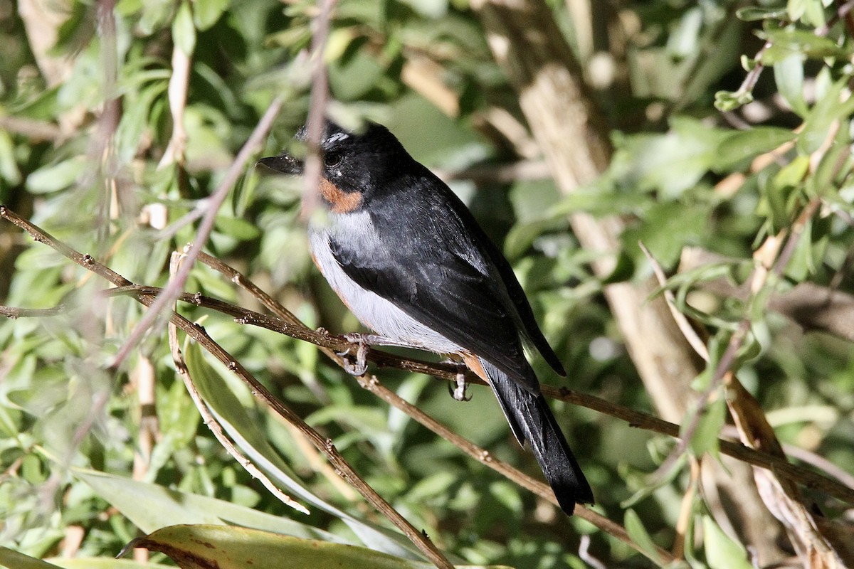 Black-throated Flowerpiercer - ML641419552