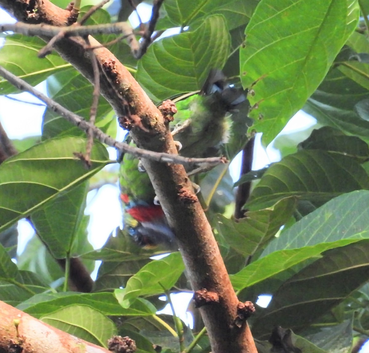 Red-throated Barbet - ML641419554