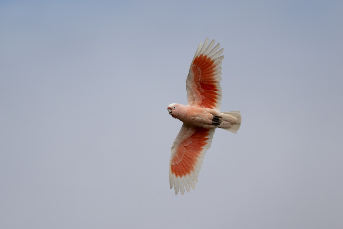 Pink Cockatoo - ML641419558