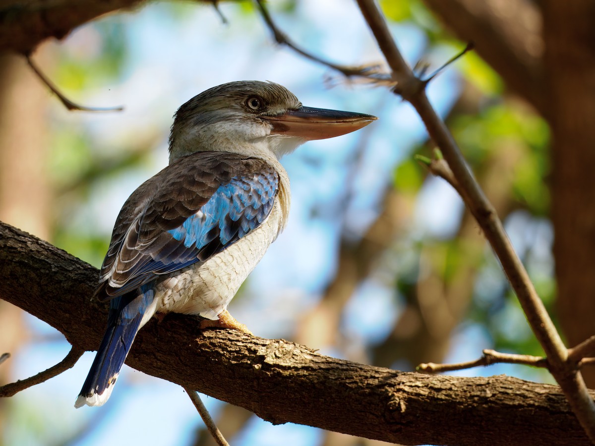 Blue-winged Kookaburra - ML641419560