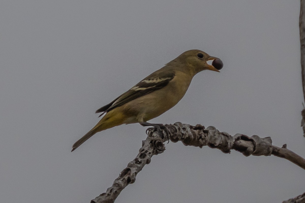 Western Tanager - ML641419561