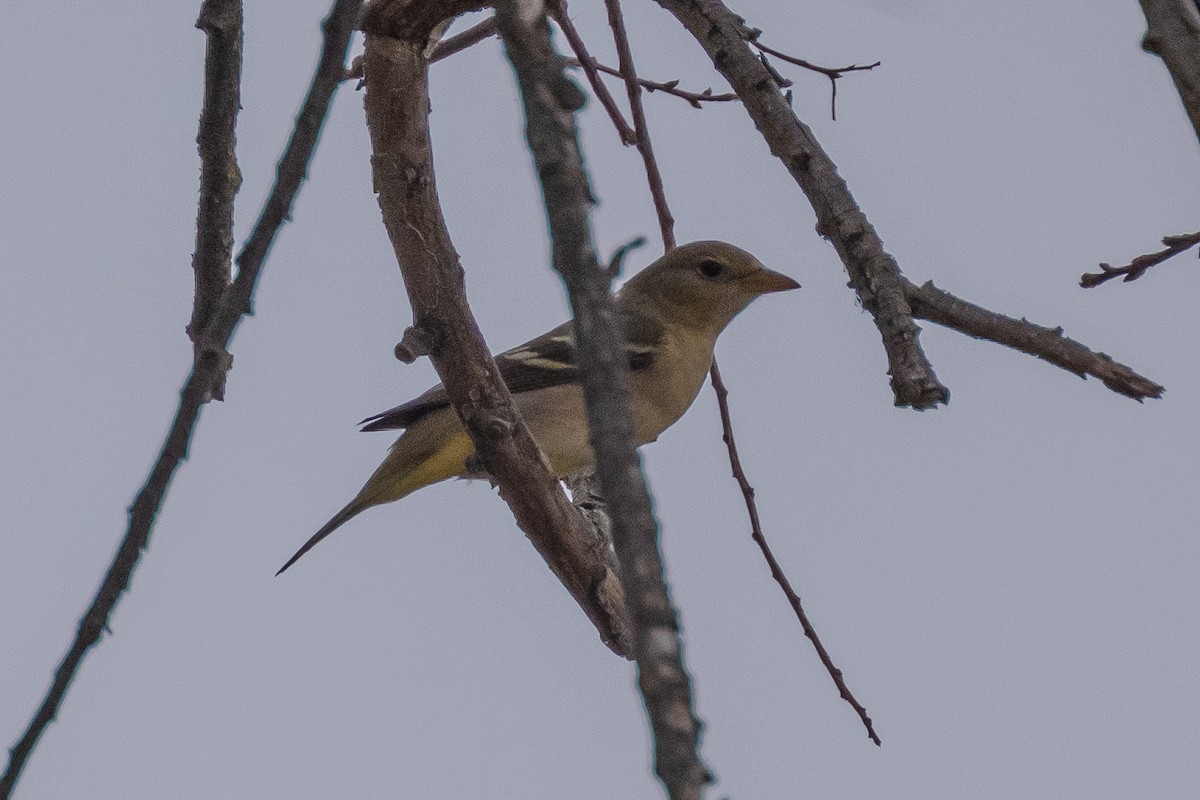 Western Tanager - ML641419562