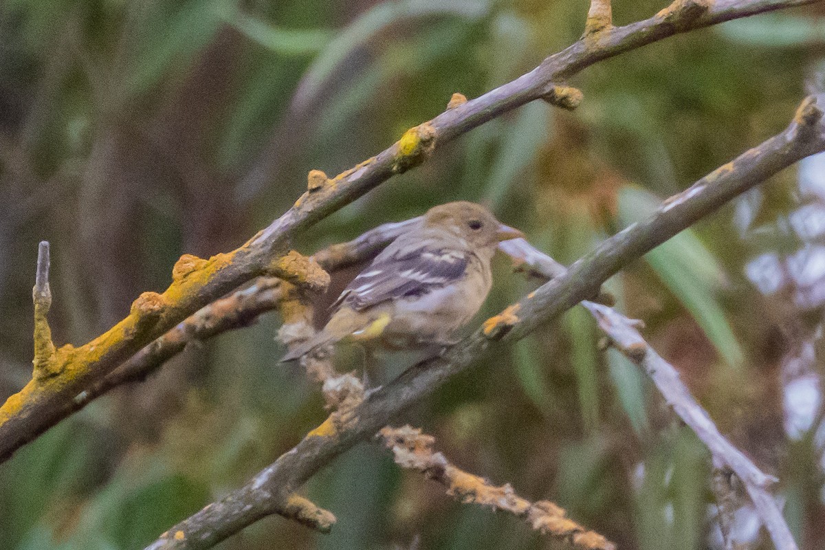 Western Tanager - ML641419563