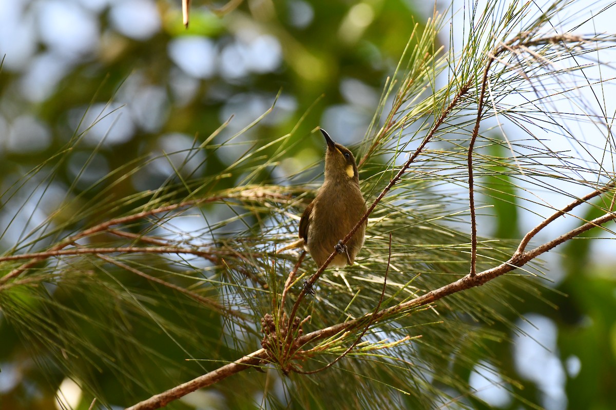 Yellow-spotted Honeyeater - ML641419566