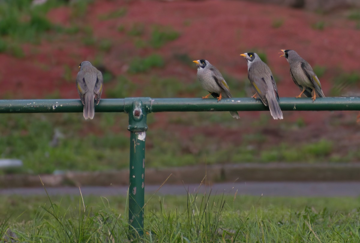 Noisy Miner - ML641419575