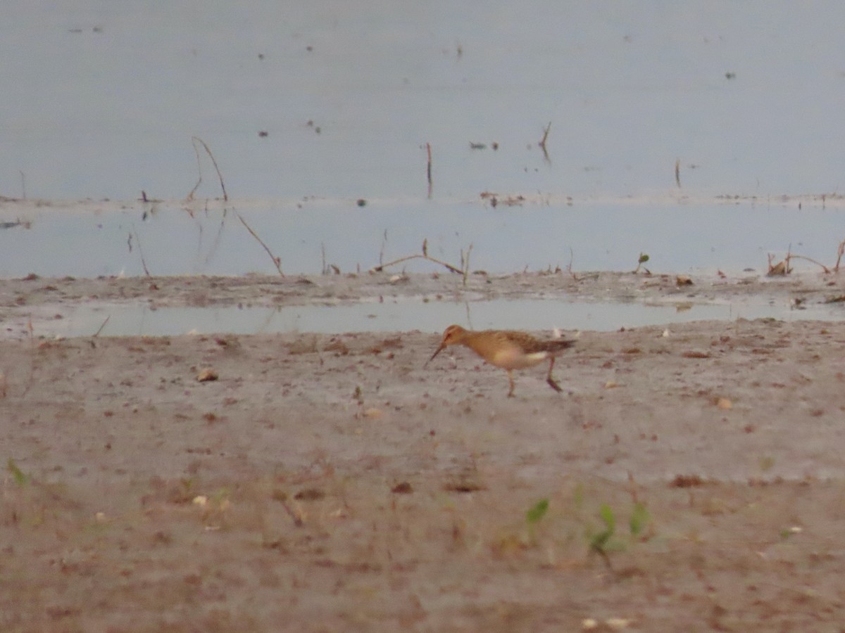 Pectoral Sandpiper - ML641419577