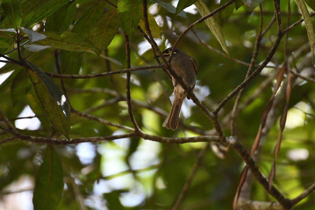 Yellow-faced Honeyeater - ML641419589
