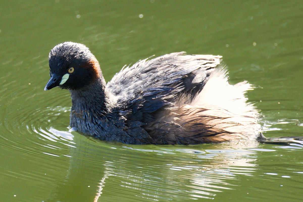 Australasian Grebe - ML641419591