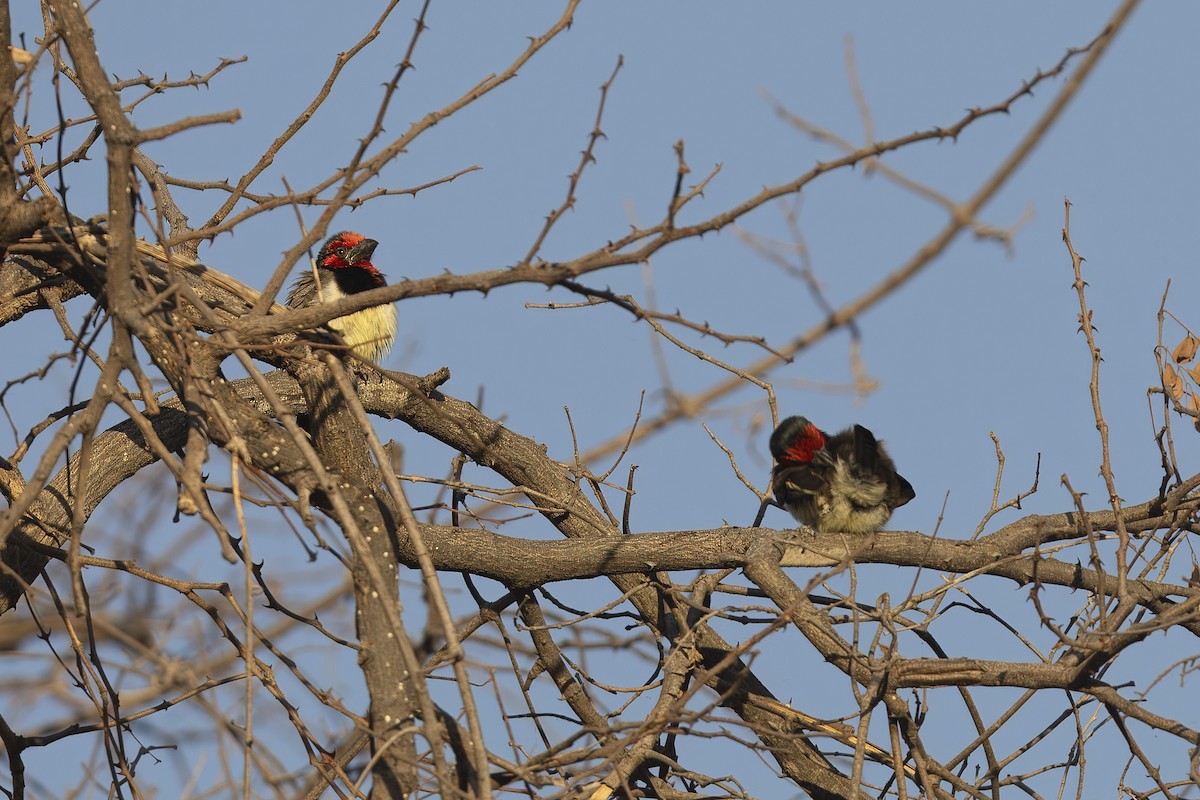 Black-collared Barbet - ML641419595