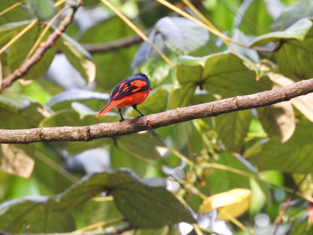 Scarlet Minivet - ML641419609