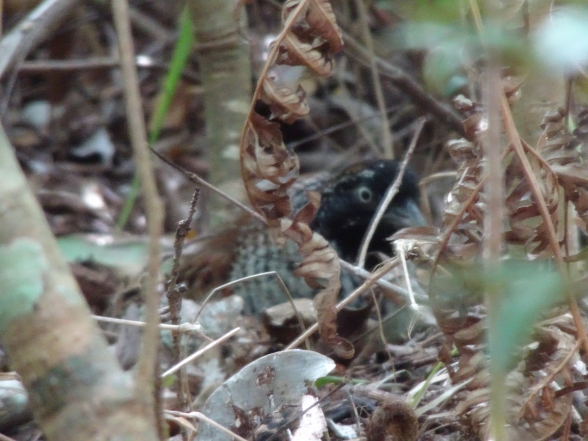 Black-breasted Buttonquail - ML641419613