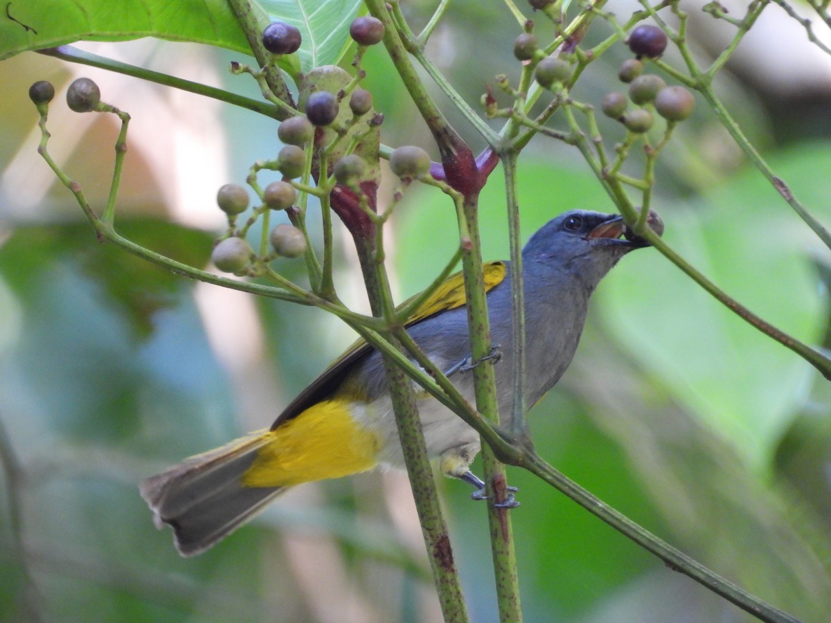 Gray-bellied Bulbul - ML641419614