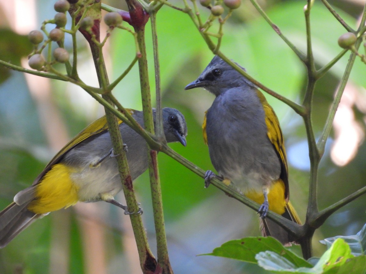 Gray-bellied Bulbul - ML641419615