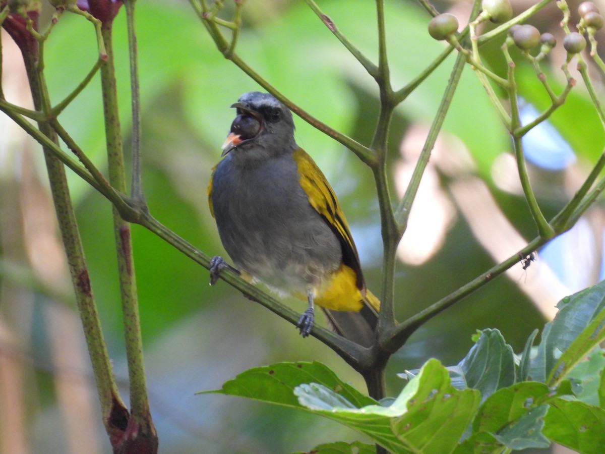 Gray-bellied Bulbul - ML641419616