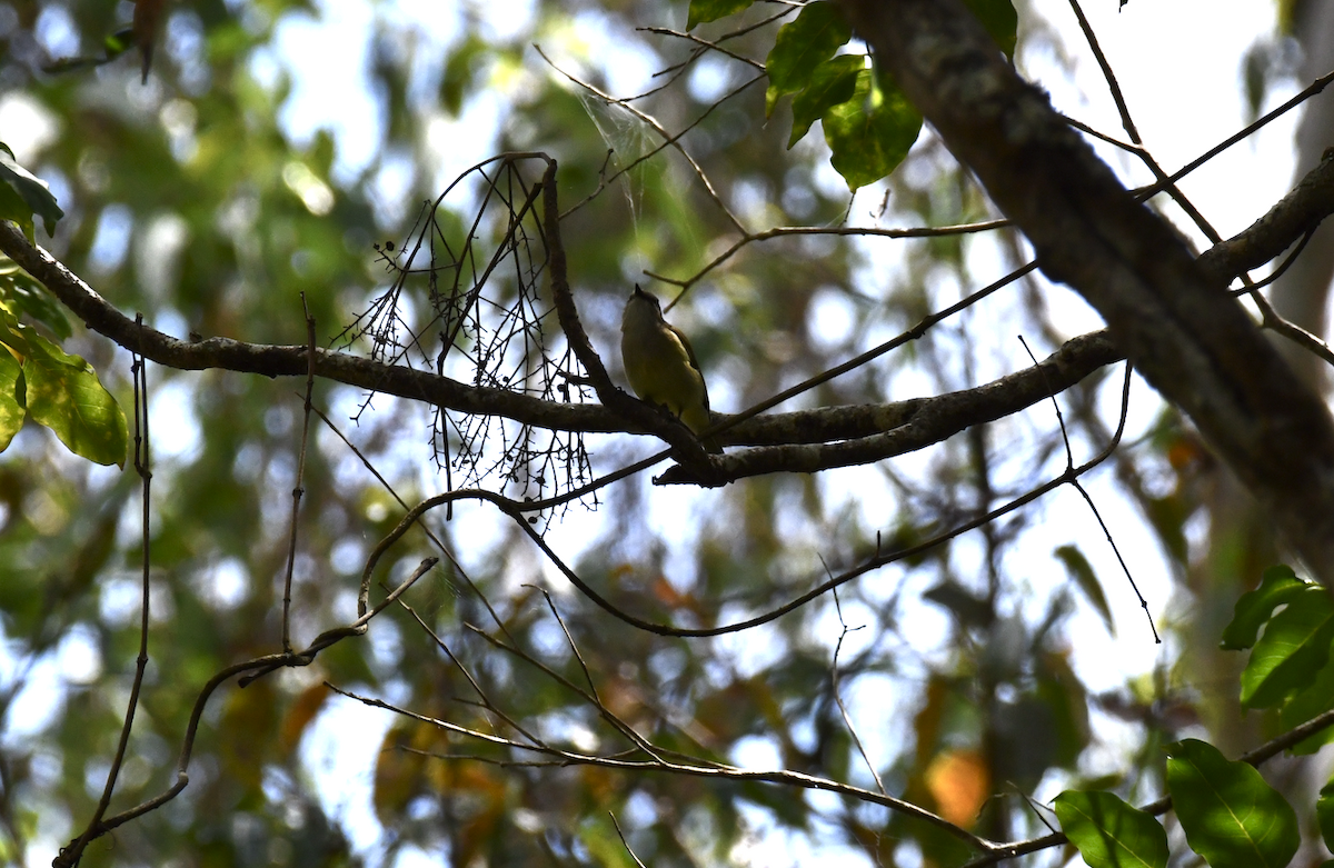 Lemon-bellied Flyrobin - ML641419617