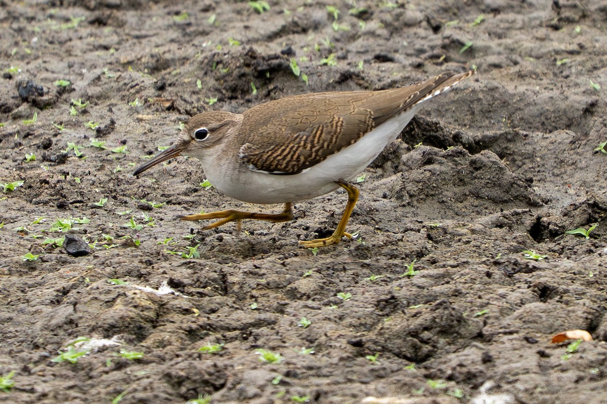 Spotted Sandpiper - ML641419619