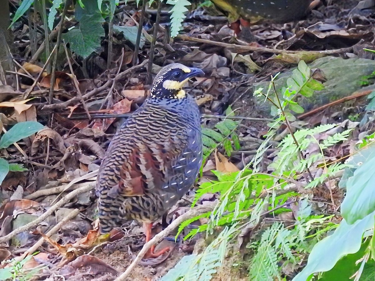 Taiwan Partridge - ML641419620