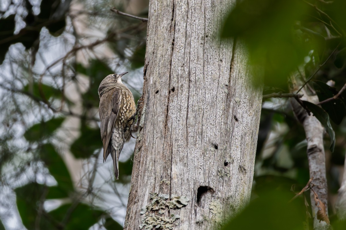 White-throated Treecreeper - ML641419622