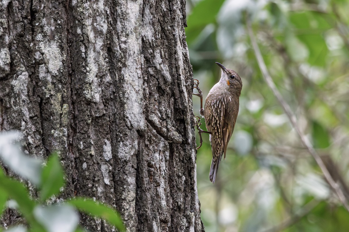 White-throated Treecreeper - ML641419623