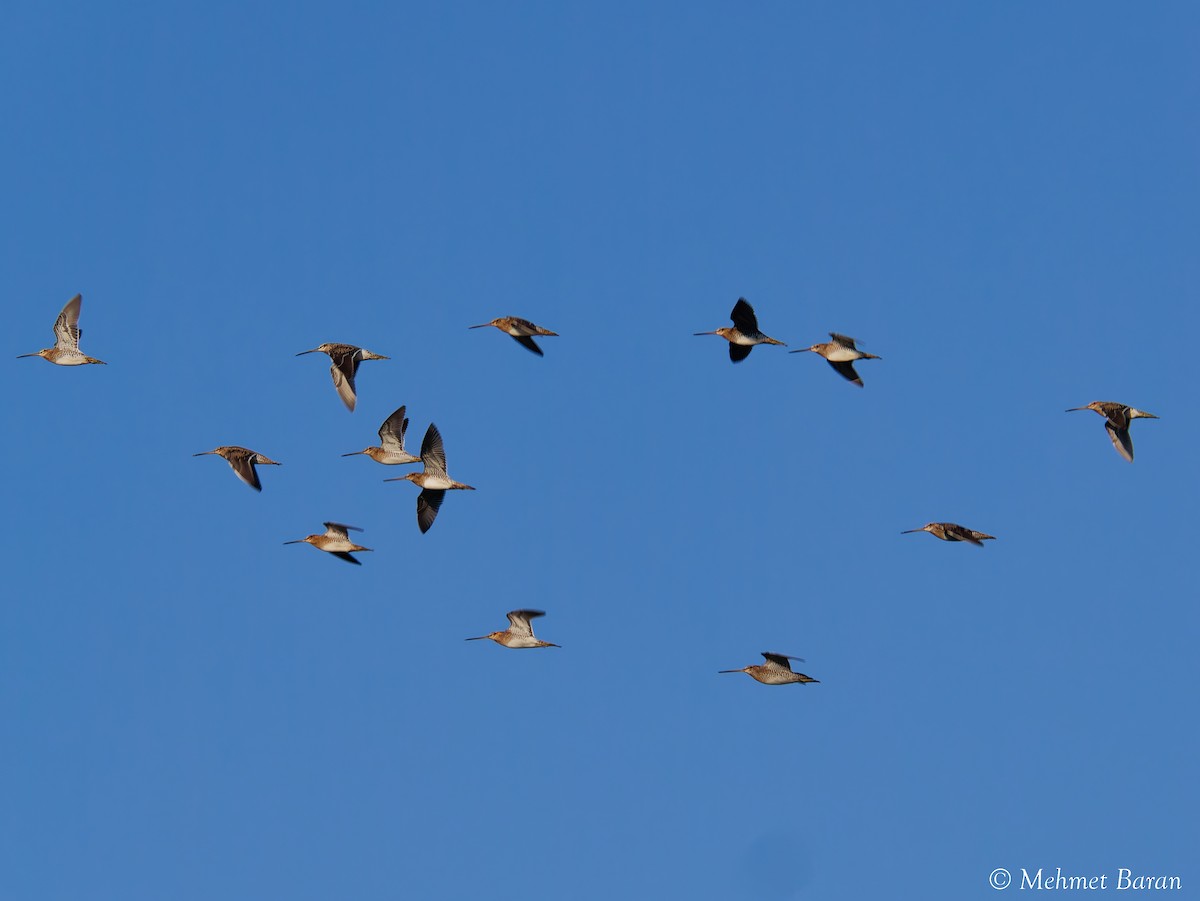 Common Snipe - ML641419625