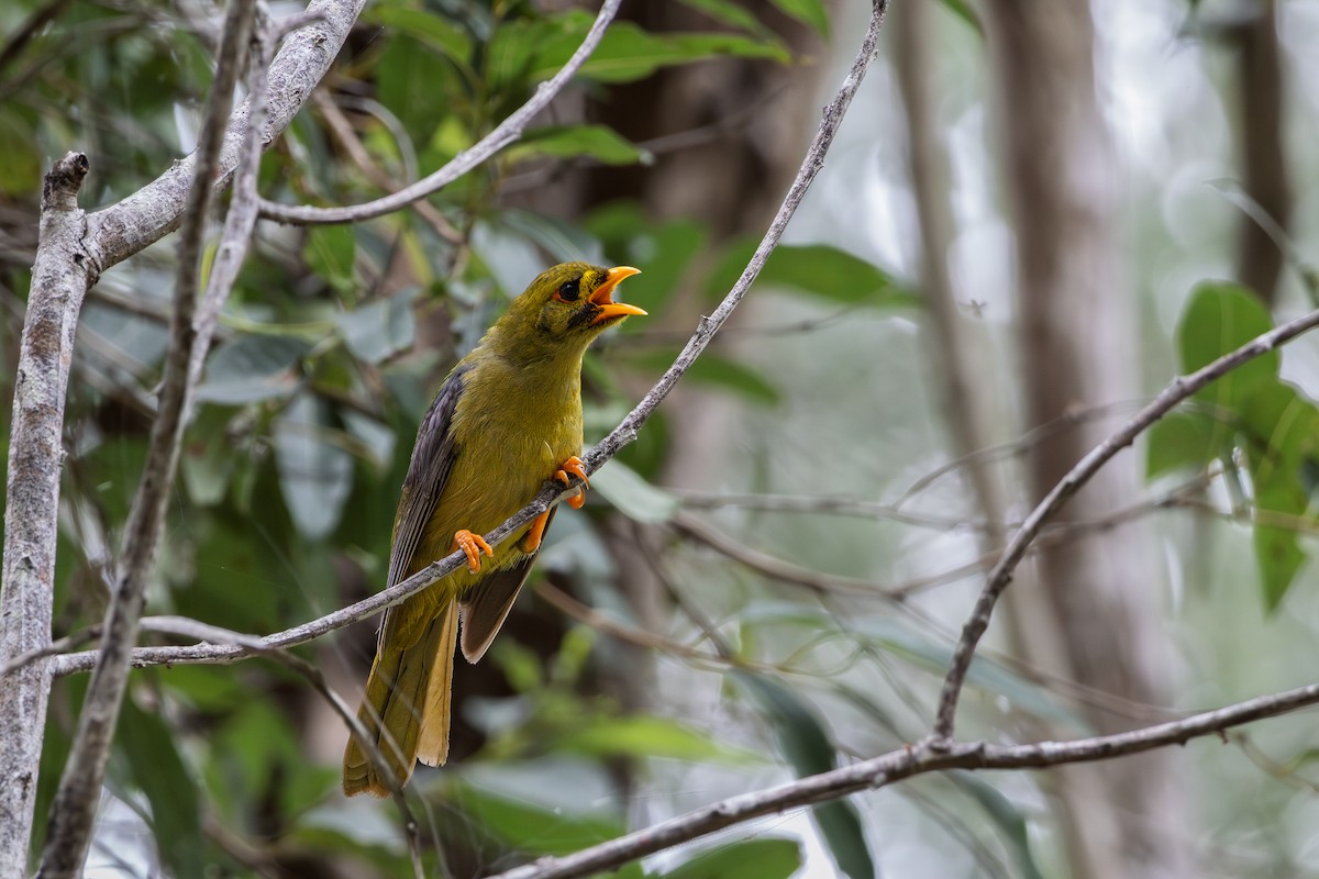 Bell Miner - ML641419628
