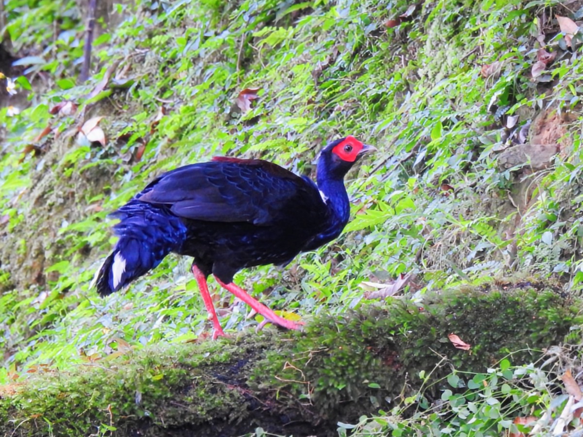 Swinhoe's Pheasant - ML641419629