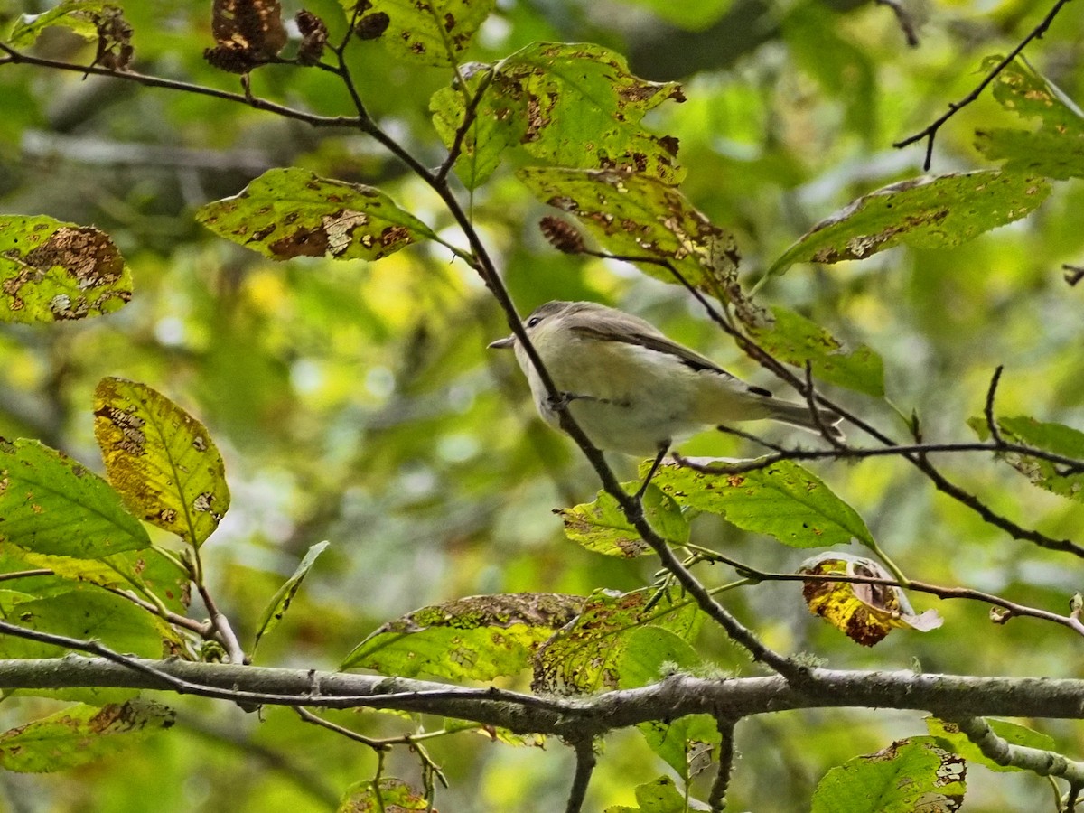Sängervireo - ML641419641