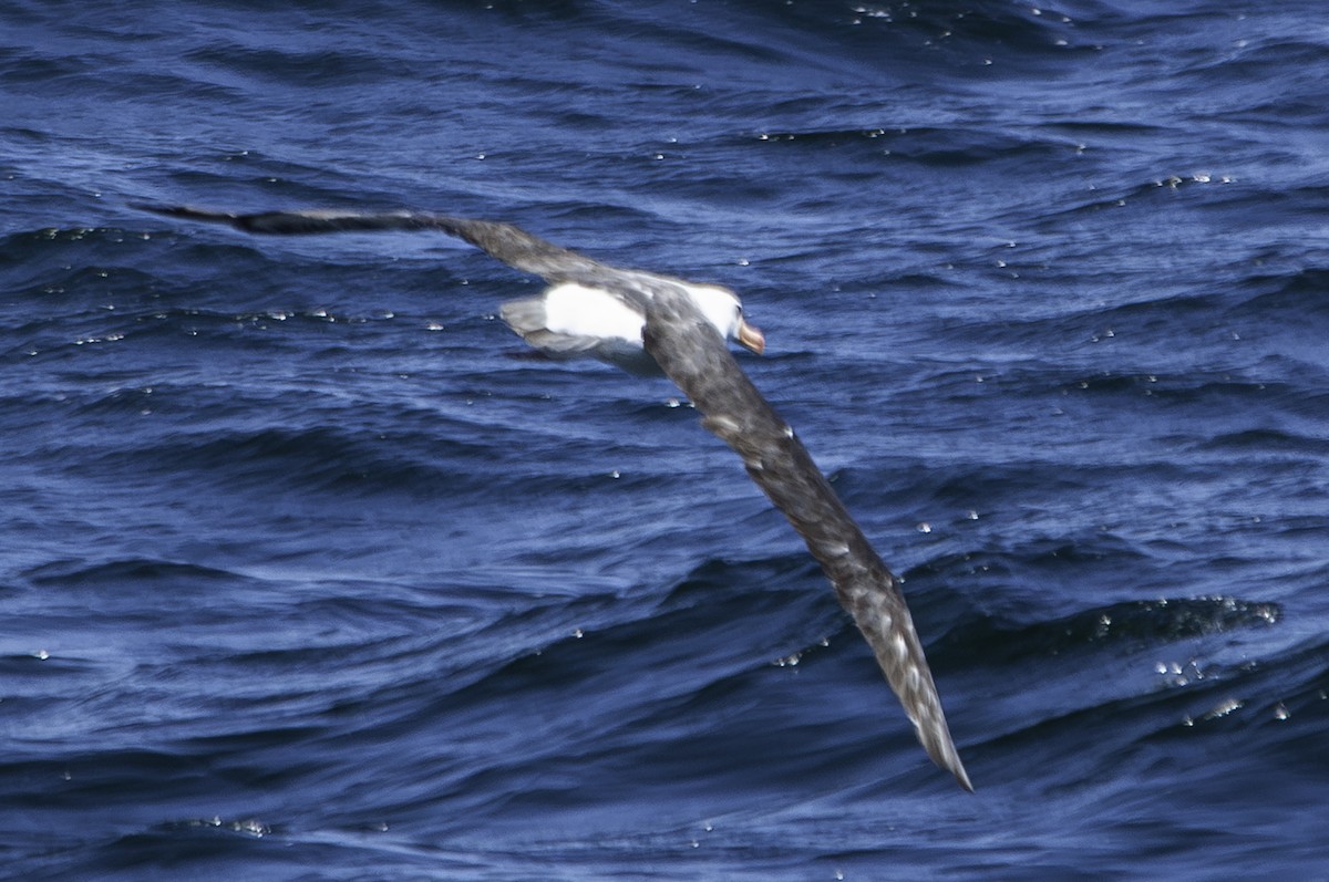 Schwarzbrauenalbatros - ML641419646