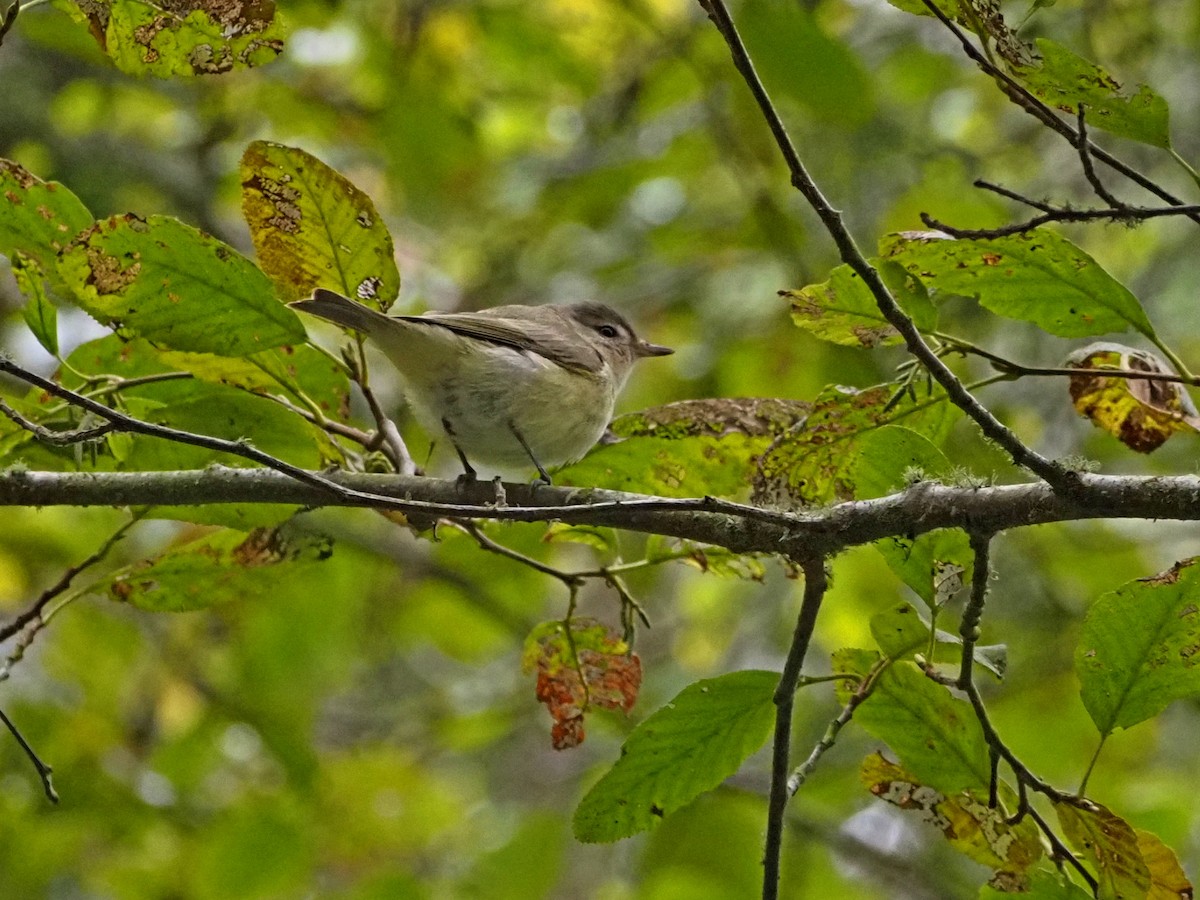 Sängervireo - ML641419647