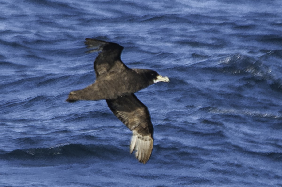 hvithakepetrell - ML641419674