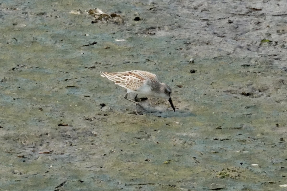 beringsnipe - ML641419676