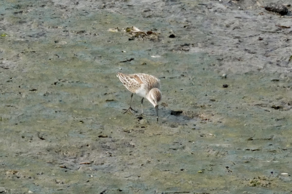 beringsnipe - ML641419677