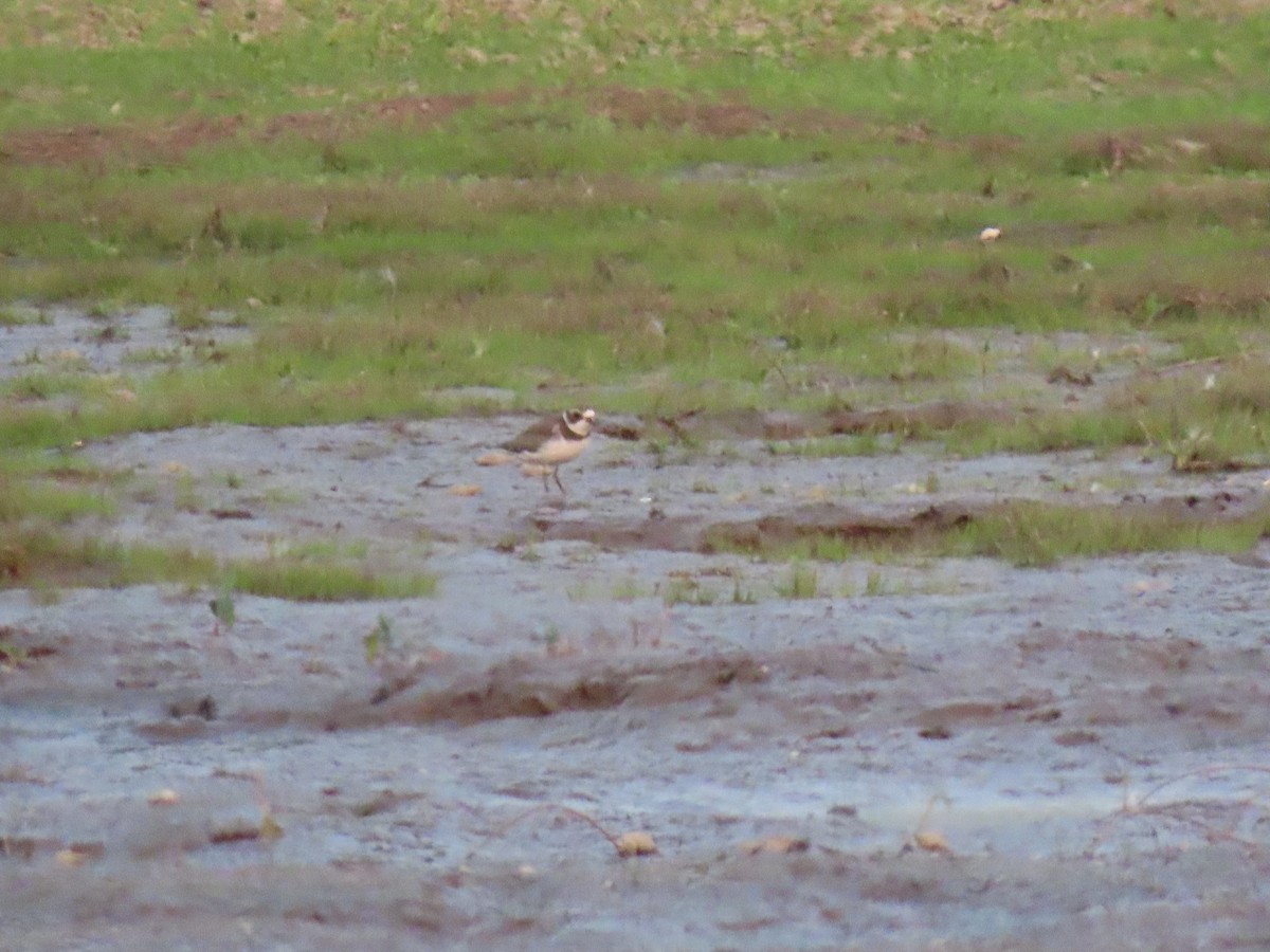 Semipalmated Plover - ML641419690