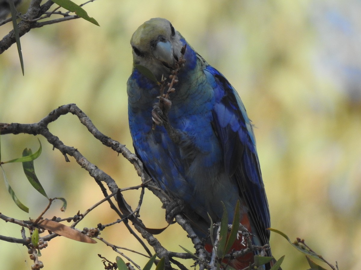 Pale-headed Rosella - ML641419692