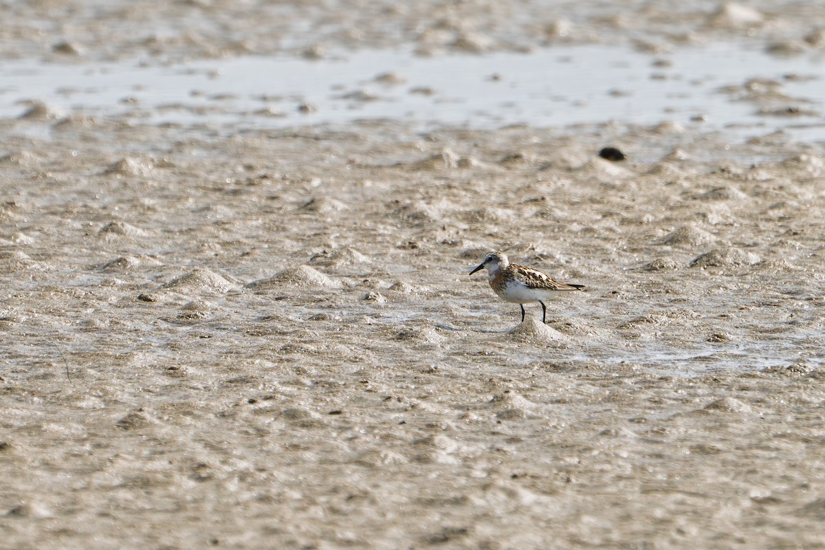 Red-necked Stint - ML641419693