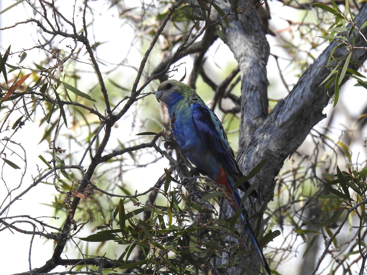 Pale-headed Rosella - ML641419695