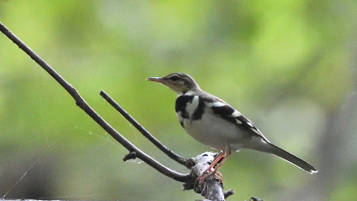 Forest Wagtail - ML641419699