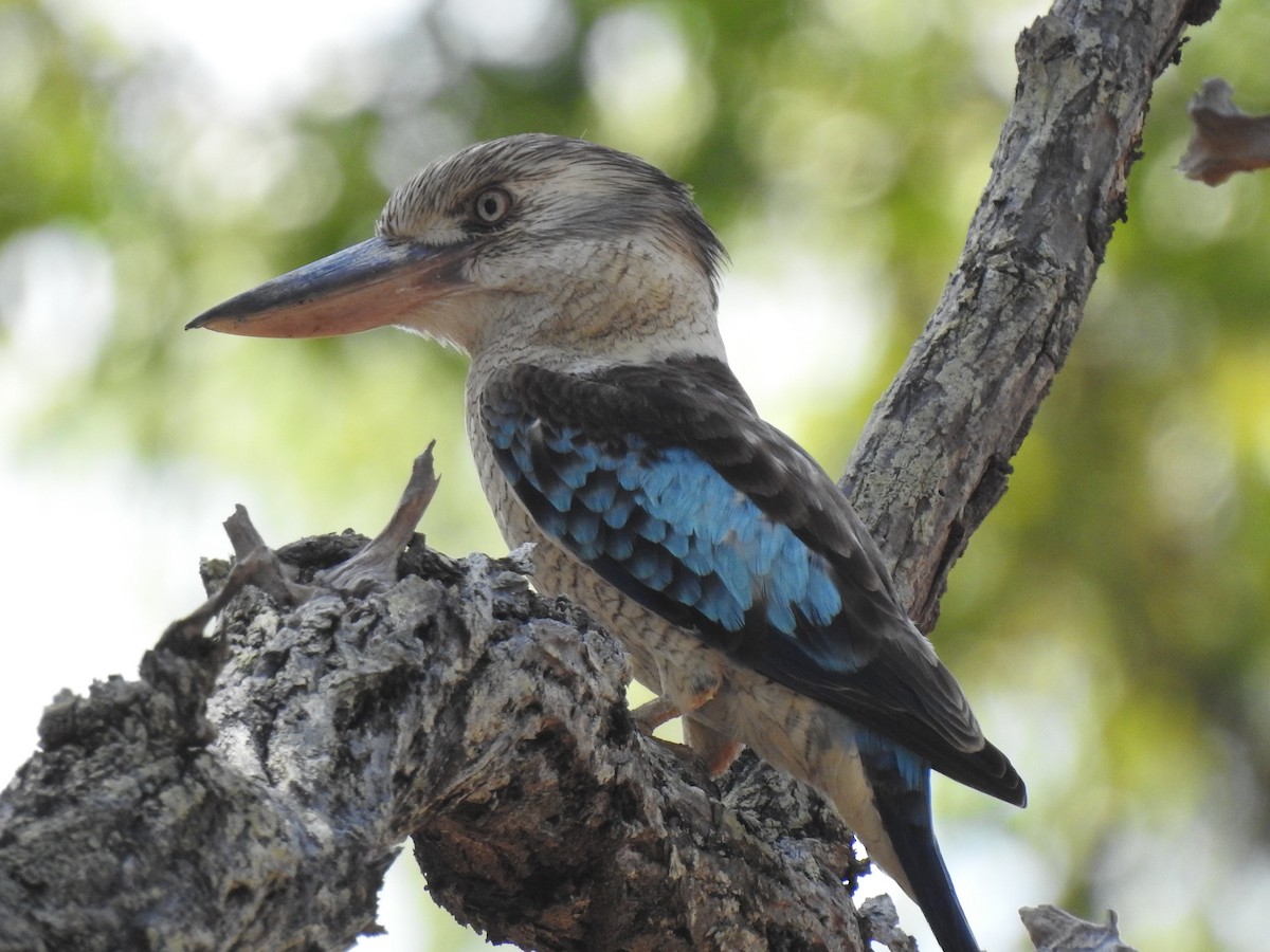 Blue-winged Kookaburra - ML641419700