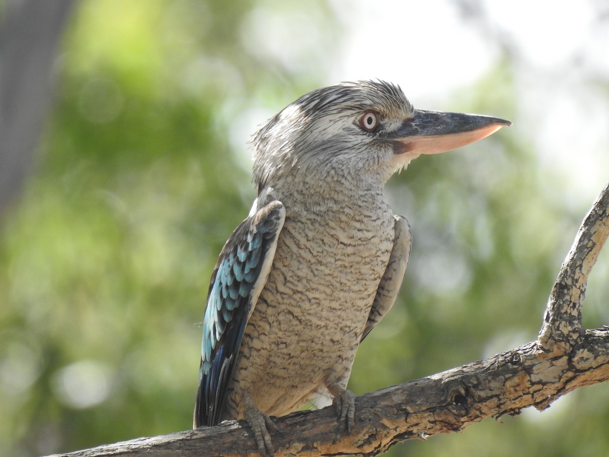 Blue-winged Kookaburra - ML641419701