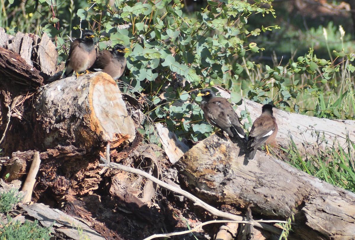 Common Myna - ML641419702